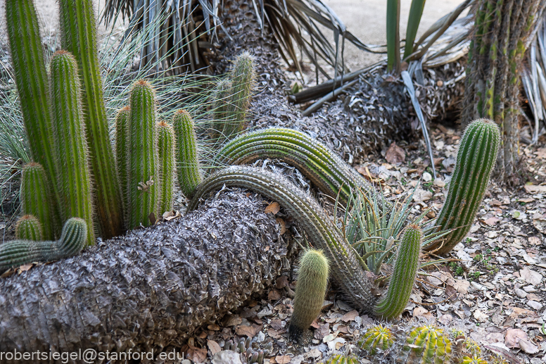 arizona garden